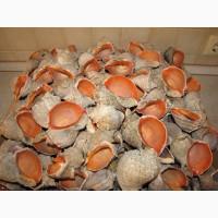 Черноморская ракушка на подкорм птицы. Больше яиц, мяса, экономия кормов