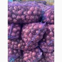 Продам синю цибулю