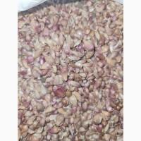 Продамо часник Любаша (повітряна кулька) 3+-5