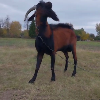 Продам Альпійського чистопородного племінного цапа, козла