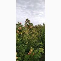 Продам Саджанці малини сортів Маргарити Маравілла і Еріка