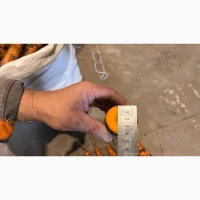 Продам моркву