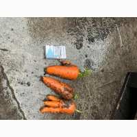 Продам моркву некондицію