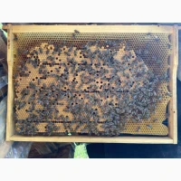 Продам бджолопакети 70шт