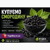 Купуємося смородину