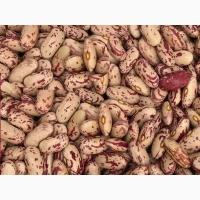 Сортова квасоля на продаж, 20+ сортів