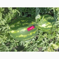 Продам кавун/арбуз