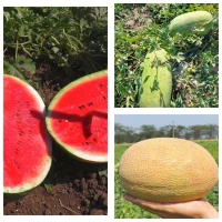 Продам баштанні