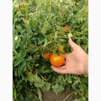Продам помідори