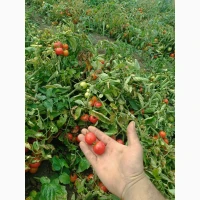 Продам помідори