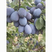 Продам сливу Стенлей з саду