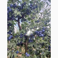 Продам сливу Стенлей з саду