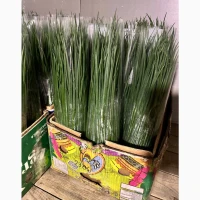 Продам зелену цибулю