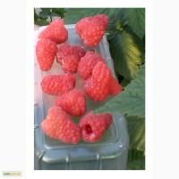 Продам саженцы крупноплодной малины Моллинг Джуно, Покуса, Зюгана