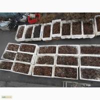 Продам маточный корень малины и ежевики