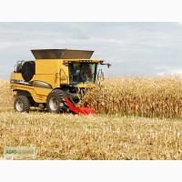 Покупаю кукурузу с места