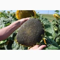 Продам канадский посевной трансгенный гибрид масличного подсолнечника JOWA