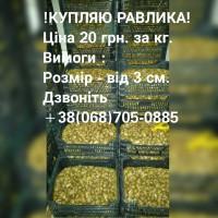 Купляю виноградного равлика, слимака 20 грн. за кг ( улитка, улитки )