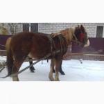 Продаю коні