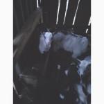 Продам козлят