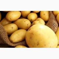 Продам картофель молодой сорт ривера