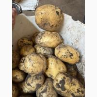 Продам картоплю сорт Рівєра (також є інші сорта)