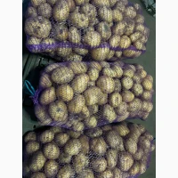 Продам картоплю сорт Рівєра (також є інші сорта)