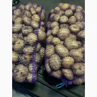 Продам картоплю сорт Рівєра (також є інші сорта)