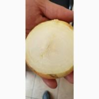 Продаж цибулі для вигонки пера
