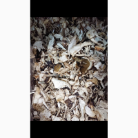 Продам білі сухі гриби