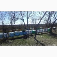 Продажа пасеки