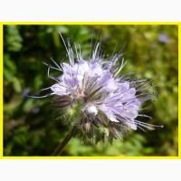 Насіння фацелії