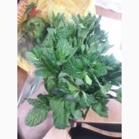 Продам свежую зелень крупным и мелким оптом