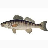 Судак в продаже, малёк