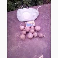 Продам посевмат чеснока Любаша