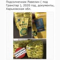Семена подсолнечника под Гранстар, гибрид Равелин