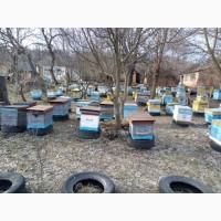 Продам бджолопакети та бджолосімї