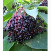 Куплю ягоди бузини чорної на заморозку в сирому вигляді