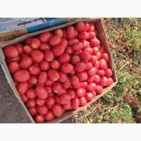 Куплю полевой помидор в качестве