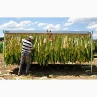 Залишилося мало !! самосад сільський махорка дідовська