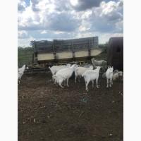 Продам козы в количестве 5 голов и козинят 12 голов