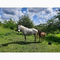 Продам дві кобили і двоє лошат. Кобила + лоша