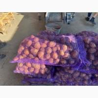 Продам картоплю сорт Белароза