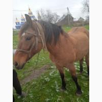 Продам кобилу 11років