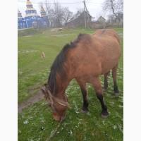 Продам кобилу 11років