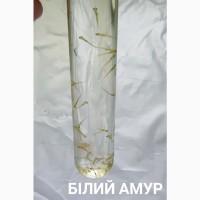 Личинка коропа, білого амура, білого товстолоба та гібрида б.т. в сторону білого