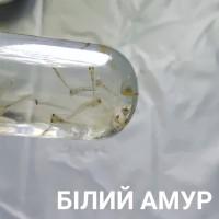 Личинка коропа, білого амура, білого товстолоба та гібрида б.т. в сторону білого