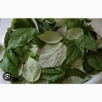 Куплю (сирий та сухий) лист малини