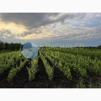 Приймаємо передзамовлення на саджанці плодових дерев (весна 2024)