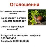 Равлик виноградний